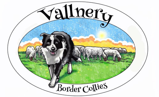 Vallnery <br />&#8203;Border Collies